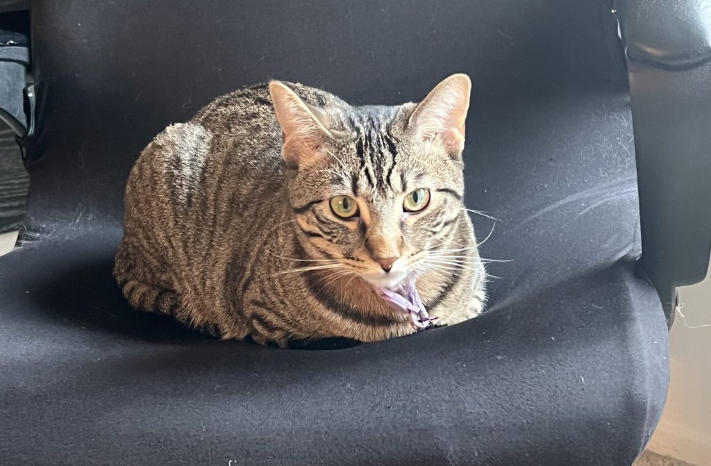A tabby cat sits in a black desk chair.